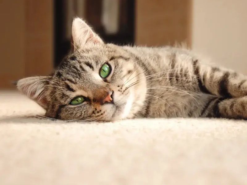 Cat on a pet friendly carpet floor